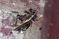 Loxoblemmus equestris