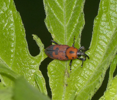 Rhodobaenus quinquepunctatus