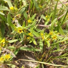 Melampodium sericeum