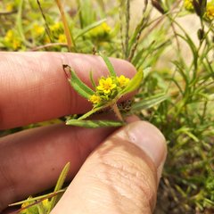 Melampodium sericeum