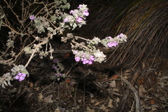 Hemigenia sericea