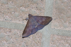 Hypospila bolinoides