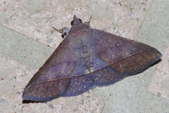 Hypospila bolinoides