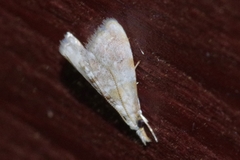 Glaucocharis parviexectella