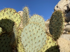 Opuntia chlorotica