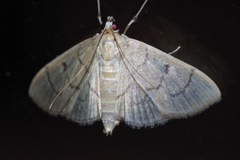 Paranacoleia lophophoralis