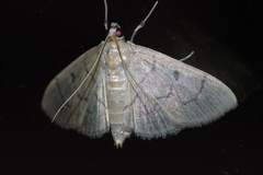Paranacoleia lophophoralis