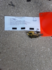 Leiothlypis ruficapilla