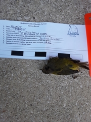 Leiothlypis ruficapilla