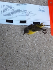 Leiothlypis ruficapilla