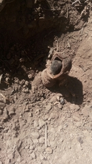 Prosopanche americana