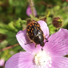 Euphoria subtomentosa