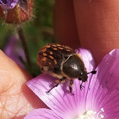 Euphoria subtomentosa