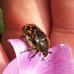 Euphoria subtomentosa