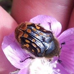 Euphoria subtomentosa