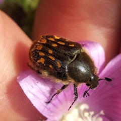 Euphoria subtomentosa