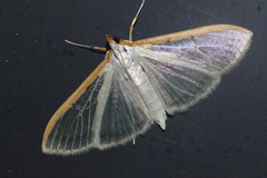 Palpita nigropunctalis