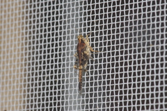 Paratettix histricus