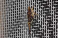 Paratettix histricus