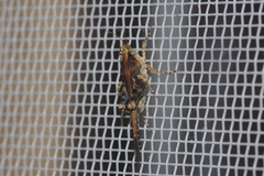 Paratettix histricus