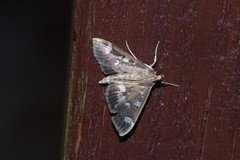 Herpetogramma luctuosalis