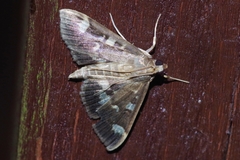 Herpetogramma luctuosalis
