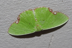 Comibaena procumbaria