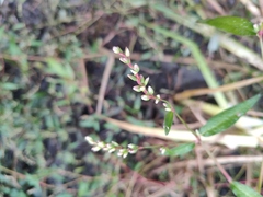 Persicaria minor