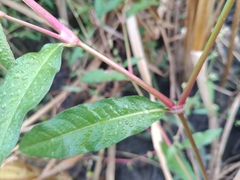 Persicaria minor