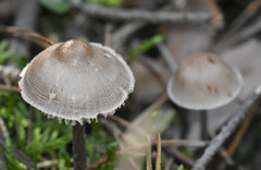 Fungi