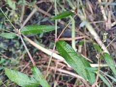 Persicaria minor