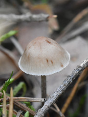 Fungi