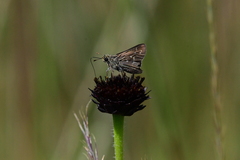 Hesperia attalus slossonae