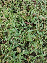 Persicaria minor