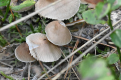 Fungi