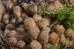 Fungi