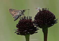Hesperia attalus slossonae