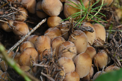 Fungi