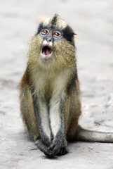 Cercopithecus pogonias