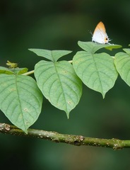 Hypolycaena thecloides
