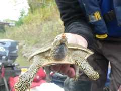 Apalone spinifera spinifera
