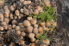 Fungi