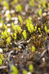 Selaginella gracillima