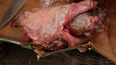 Atherurus africanus