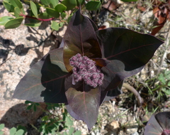 Asclepias cordifolia