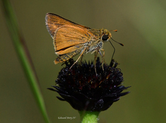 Hesperia meskei straton