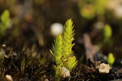 Selaginella gracillima