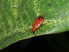 Ambracius dufouri