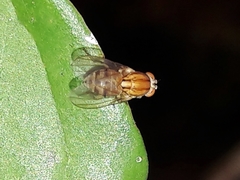 Lauxanioidea