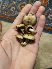 Agaricus comtulus